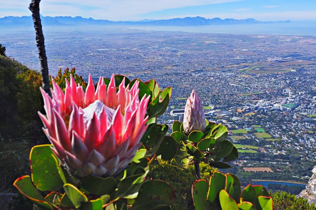 10 Quirky Facts About South Africa