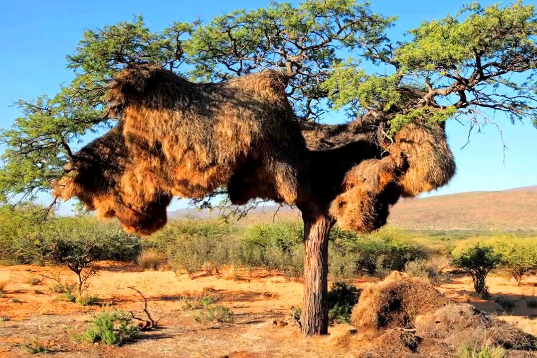 Sociable Weaver Birds and Their Giant Nests in the Kalahari